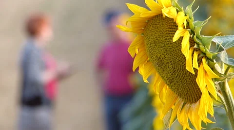 Sunflower closeup with two people in blurred background. Stock Footage 52453300