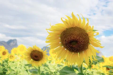 Sunflower with the cloud. Stock-Fotos