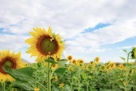 Sunflower with the cloud. Stock Photos