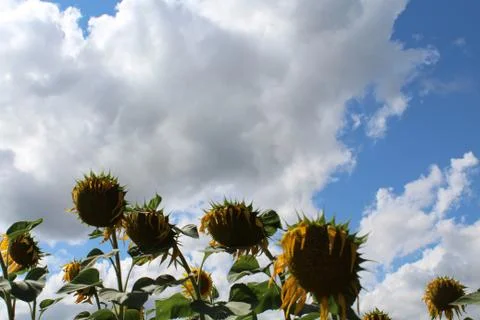 Sunflower Clouds Stock Photos