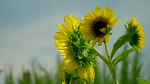 Sunflower cluster 스톡 동영상 137258784