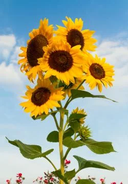 Sunflower Cluster Stock Photos