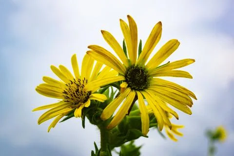 Sunflower cluster Stock Photos