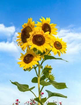 Sunflower Cluster Stock Photos