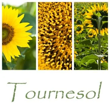 Sunflower collage Stock Illustration