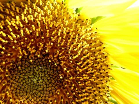 Sunflower core Stock Photos