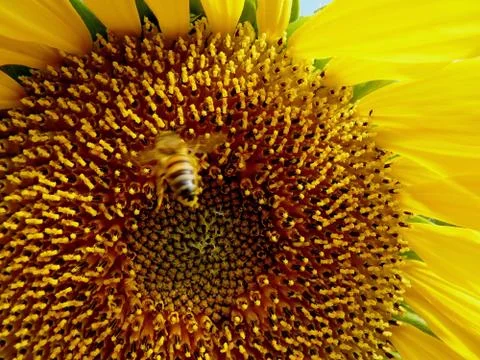 Sunflower core Stock Photos
