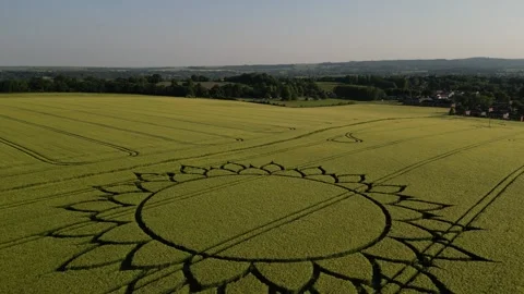 Sunflower Crop Circle Drone Descent clip, 7th June 2023, Potterne Wiltshire 4K Stock Footage 243236030