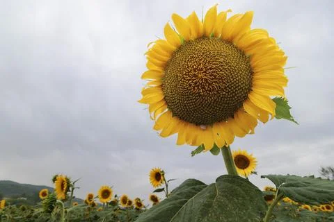Sunflower crop close up under a cloudy storm sky 스톡 사진