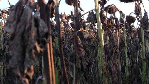 Sunflower crop destroyed by drought. Global warming Vídeos de archivo 248212892