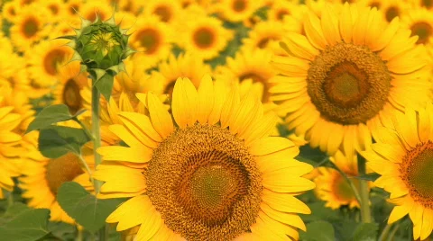 Sunflower crop Video stock 513977