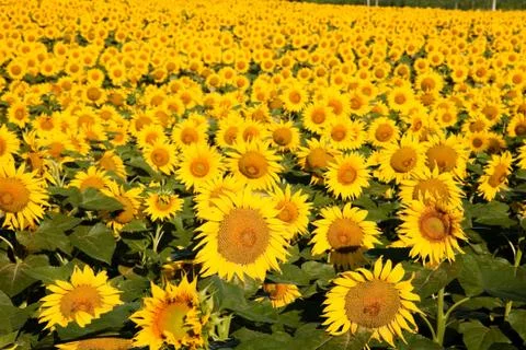 Sunflower crop 스톡 사진