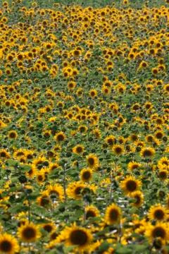 Sunflower crop Stock Photos