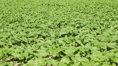 Sunflower crop on wind Stock Footage 39357706