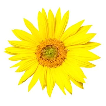 Sunflower cutout Stock Photos