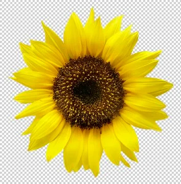 Sunflower, cutout, transparency Photos