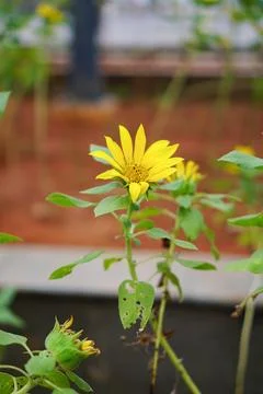 Sunflower with damaged leaves Stock Photos