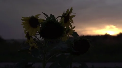 Sunflower at dawn Stock Footage 77968421