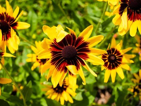 Sunflower with a deep red center and green leaf background. Stock Photos