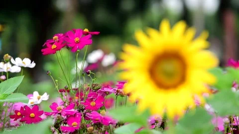 Sunflower Defocus 4K 001 Stock-Footage 84942478