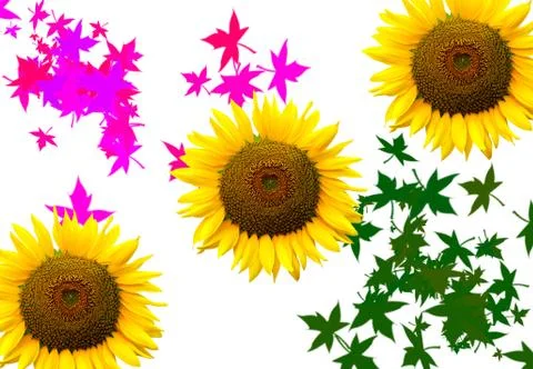 Sunflower design background  Stock-Fotos