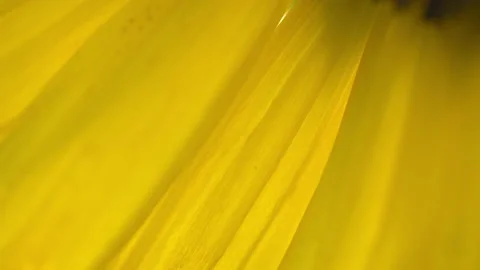 Sunflower, Design Element Stock Footage 161820713