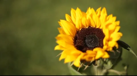 Sunflower detail Stock Footage 919645
