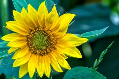 Sunflower Detail Stock Photos