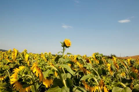 Sunflower with a difference Stock-Fotos