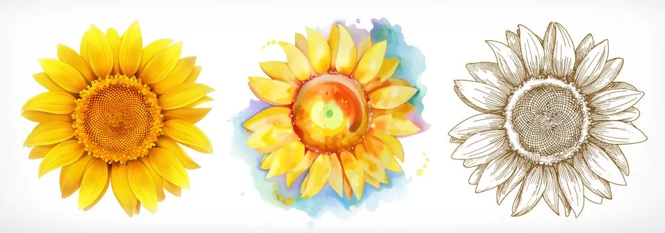 Sunflower, different styles, vector drawing, icon set Stock Illustration