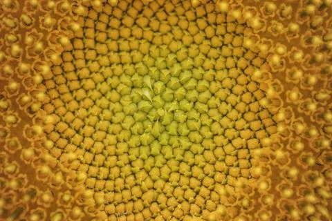 Sunflower disk florets close up Foto stock