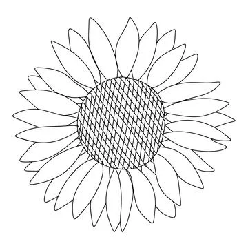 Sunflower in doodle style. Stock Illustration