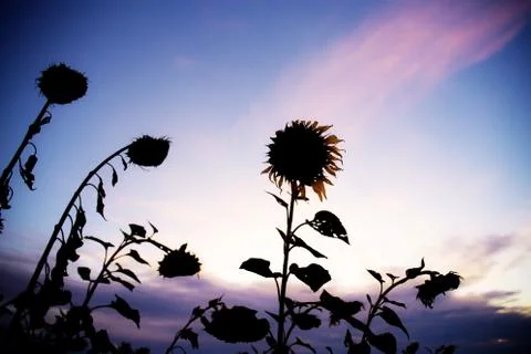 Sunflower of dries at sunset. Stock Photos