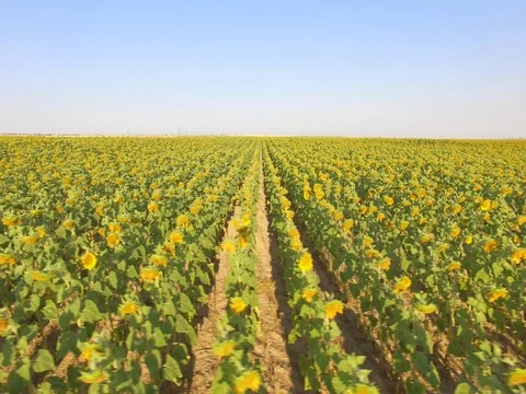 Sunflower Drone Stock Footage 77971619