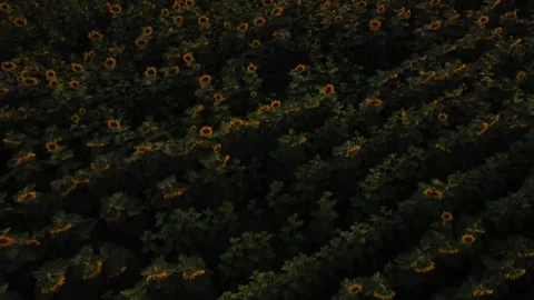 Sunflower drone footage hovering over field at sunset Stock Footage 281118881