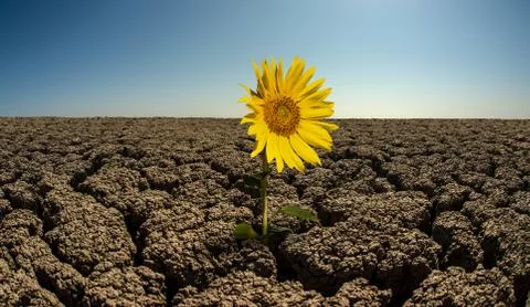 Sunflower on droughty desert Stock Photos