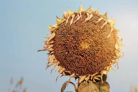 Sunflower dry at sunlight. Stock Photos
