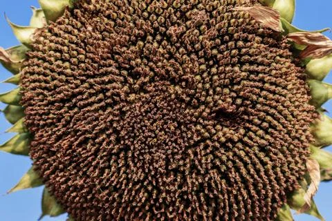 Sunflower dry with texture. Stock Photos