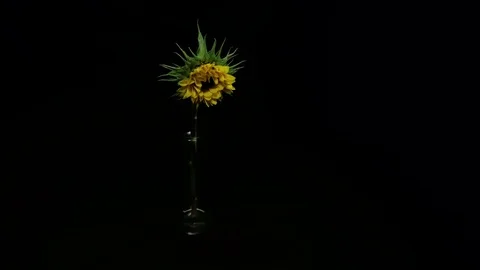 Sunflower Drying Up - 25FPS PAL Stock Footage