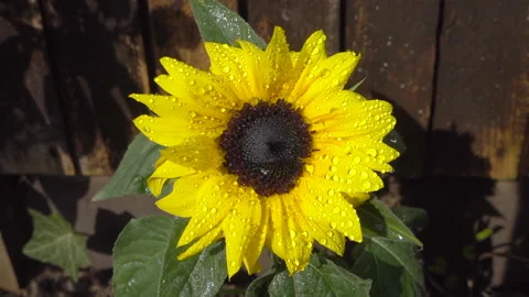 A sunflower drying in the sun after rain. Stock Footage 131147839