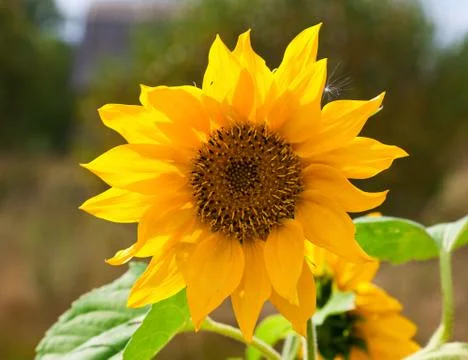 Sunflower during summer Stock Photos