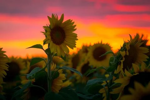 Sunflower during sunset close up Stock Photos