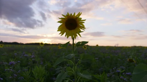 Sunflower at early evening sky sunset cloudy Stockbeeldmateriaal 232017883