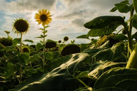 Sunflower eclipse Stock Photos