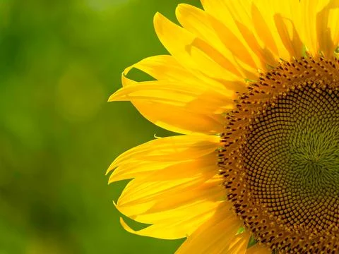 Sunflower is an essential raw material for producing sunflower seed oil. Foto stock