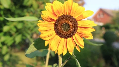 Sunflower in evening light Stock Footage 139768776