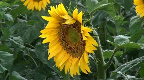 A sunflower is in evening time after a rain Stock Footage 32905864
