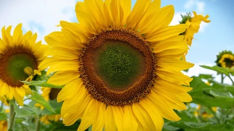 Sunflower extreme closeup 库存影片 94038960