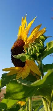 Sunflower eye Stock Photos