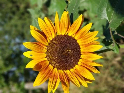 Sunflower face Stockfoto's